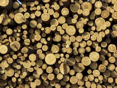 В Хакасии выявлено незаконных рубок леса более чем на 20 млн. рублей