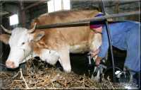 Хакасии требуется увеличение молочного стада и производства молока