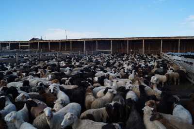 В Хакасии выделяют деньги на создание животноводческих ферм