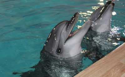 В Абакане дельфины Зевс и Диди помогли инспекторам ГИБДД