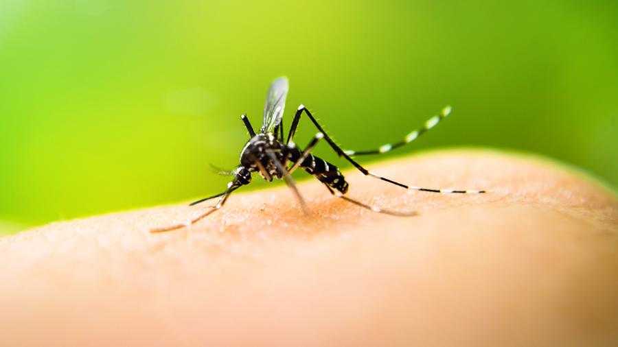 Ученые поведали о вероятности заразиться COVID-19 через укус комара