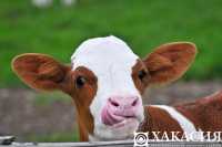 Одна корова стала причиной двух ДТП в Хакасии