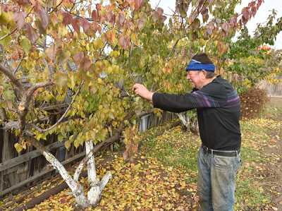 Садовод Николай Козлов проводит осеннюю обрезку плодовых деревьев. 