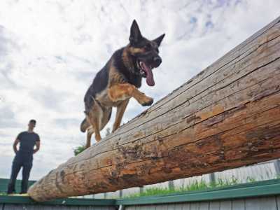 Служебные собаки Росгвардии Хакасии продемонстрировали лучшие навыки