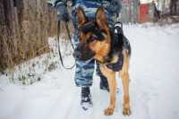 Собака вывела черногорских оперативников на след преступницы