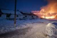 Около сотни телят погибли при пожаре в Красноярском крае