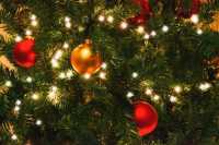 Как выбрать новогоднюю елку: советы от Роспотребнадзора Хакасии