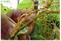 Растение-паразит обнаружили в одном из районов Хакасии