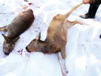 В Хакасии браконьеры заплатят 400 тысяч  за убитых косуль