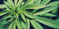 У черногорца нашли 590 грамм марихуаны