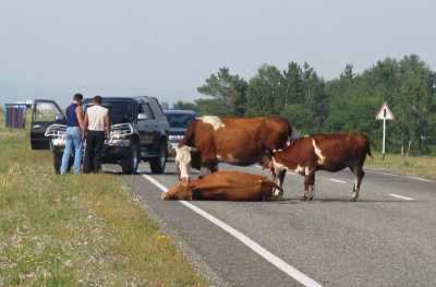 В ДТП с участием скота в Хакасии гибнут люди