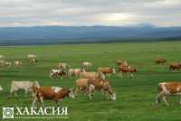 Жители Хакасии могут получить компенсацию затрат на содержание коров, овец и лошадей