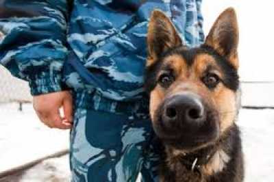 В Хакасии служебная собака выследила подростка, угнавшего авто