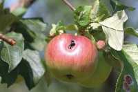 Как только появится яблонная плодожорка, растения сразу опрыскивают настоями и отварами из полыни, томата. 