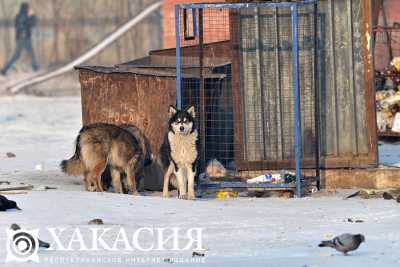 В Хакасии решают &quot;собачью&quot; проблему: учет, гранты приютам, ответственность за жестокое обращение