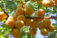 Особенности выращивания абрикоса