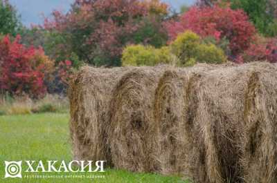 В Хакасии приступили к заготовке травяных «консервов» для крупного рогатого скота