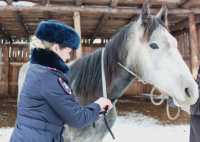Инспекторы ГИБДД заявились к фермерам Хакасии, чтобы спасти лошадей