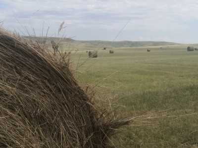 Активнее всего косят траву в Усть-Абаканском районе Хакасии