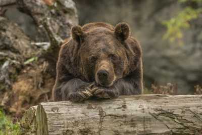 Цифровые технологии помогут защитить северян от неожиданных встреч с бурыми медведями