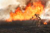 В Хакасии горит степь и сухая трава