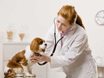 Ученые из Хакасии разработали новый способ лечения бронхита у собак