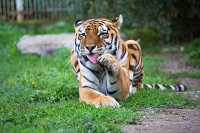 Тигр Сильвер. Дальневосточные тигры — самые крупные кошки в мире, а ещё очень смелые и выносливые. 