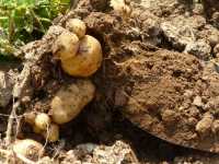 Погода даст последний шанс жителям Хакасии выкопать картошку