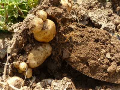 Погода даст последний шанс жителям Хакасии выкопать картошку