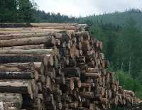 Новые правила: как использовать заготовленную древесину в Хакасии