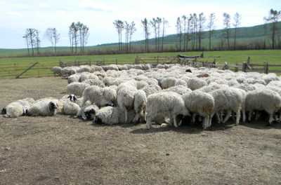 Недобросовестные овцеводы останутся без субсидий