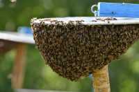 В Бейском районе произошла массовая гибель пчел