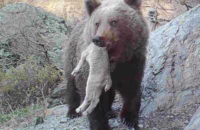Медвежья охота попала в объектив фотоловушки