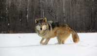 В трёх районах Хакасии зарегистрированы случаи  бешенства среди волков и лисиц