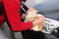 Житель Кубани помыл машину котом из мести
