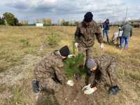 В память о подвиге: 50 вечнозеленых сосен высадили в Хакасии