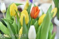 Глава Хакасии поздравил женщин с праздником 8 марта