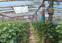 Непонятно какие пестициды использовали для выращивания огурцов и томатов в Хакасии
