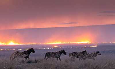 Лошади частного подворья из села Красноозёрное Усть-Абаканского района спасаются от огня. 