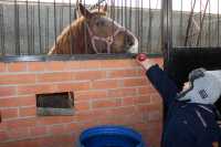 В Абакане юные каратисты познакомились с полицейскими лошадками