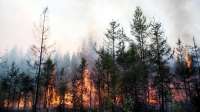 Почему в России никак не удается победить лесные пожары