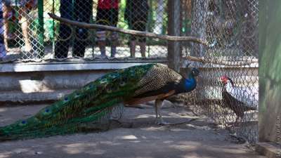 Праздник детства отметят в абаканском зоопарке