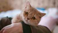 Власти Забайкалья эвакуируют кота россиянина из Китая