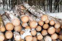106 деревьев на миллион рублей вырубил сельчанин в Хакасии