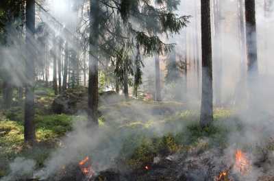 В праздники леса горели в трех районах Хакасии