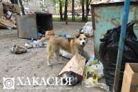 За бездомными животными не следили в Черногорске