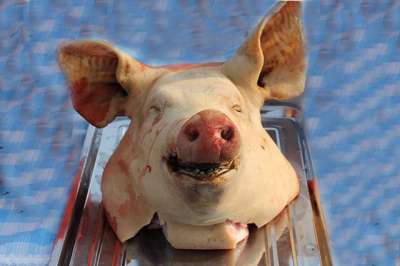 В Хакасии уничтожили 47,7 килограмма потенциально опасной свинины