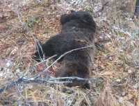 В Хакасии обезвредили медведя