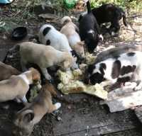Волонтеры Абакана нашли в заброшенном доме 11 щенков