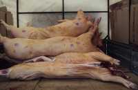 Подозрительные свиные туши хотели продать в Черногорске